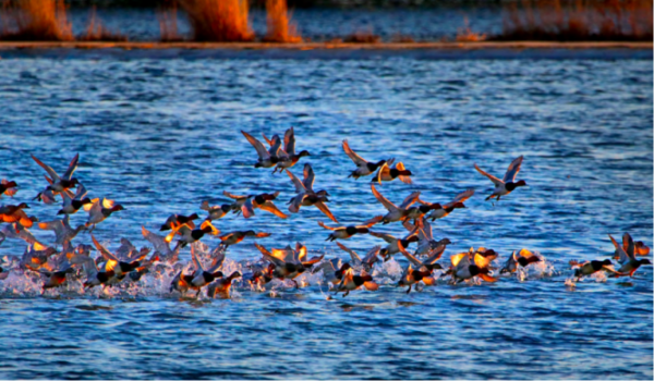 短线配资炒股网 百鸟之洲